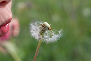 Löwenzahn pusten - Kind mit Blume