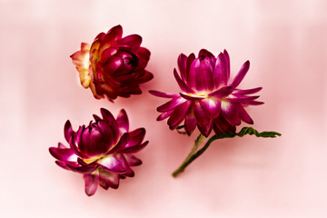 Three dark pink flower heads of everlasting flowers (strawflowers). Top view