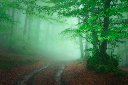 path in foggy forest at spring