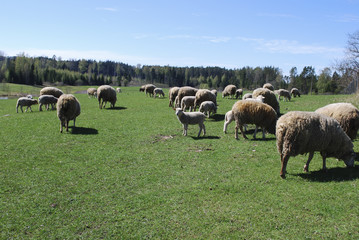 Obraz premium Mountain landscape. Green meadow, in the background graze sheep, pond and spring forest.