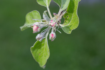 Spring background. Apple tree blossoms in bud on green.