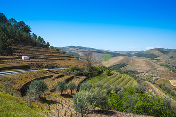 Fototapeta na wymiar spring in the Douro Valley, Portugal