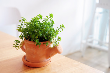 Beautiful small succulent plant in pottery. Home decoration for modern and minimalism interior design.