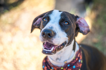 Smiling Shelter Dog