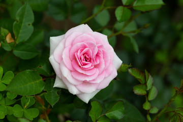 薄いピンク色のミニバラの花のアップ