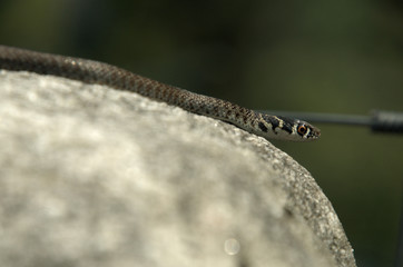 Snake in Valle Versasca, Ticino