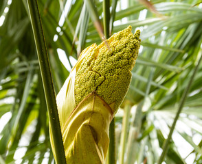 Palm flower just before blooming