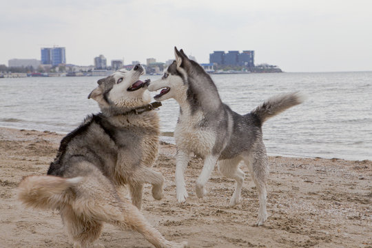 Couple Of Husky Dogs Playing On Seaside