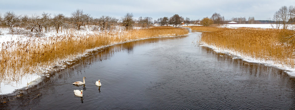 winter river and floating swans in winter season
