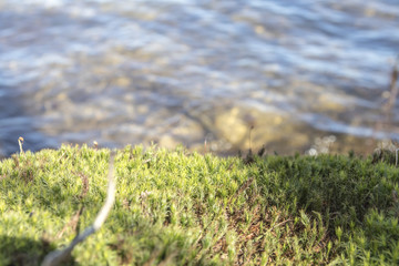 Detailed moss grass near water