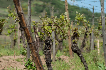 closeup of alsatian vineyards at spring in Kaysersberg the alsatian village in France
