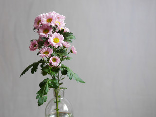 A bouquet of chrysanthemum flowers in a transparent glass bottle, on a gray background. Minimalistic still life.