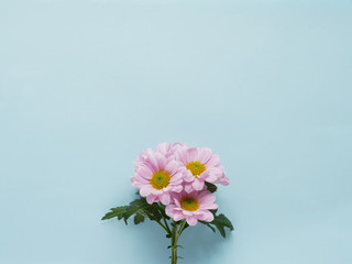 Composition of pink chrysanthemum flowers on a blue  background, top view, creative flat layout.