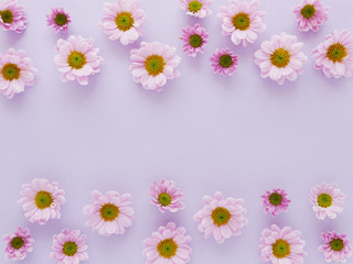 Naklejka na ściany i meble Composition of pink chrysanthemum flowers on a pink purple colour background, top view, creative flat layout. 