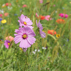Fototapeta premium Cosmea, Cosmos bipinnatus, Schmuckkörbchen