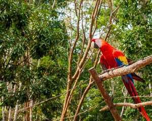 Red Macaw parrot, Ruinas Maya de Copan