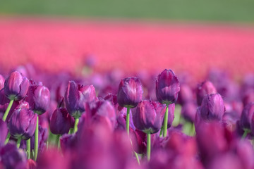 Field of purple and pink tulips in holland