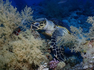 Sea turtle eating