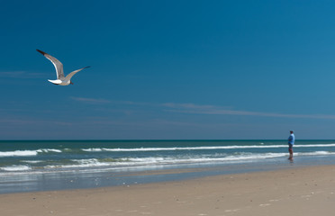 Seagulls