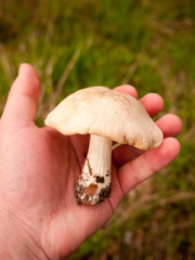 large white st george's mushroom in hand close up macro forage wild food