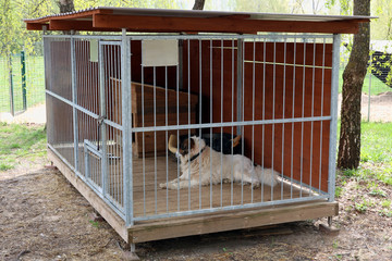 Domestic pet old  dog lives in a steel  cage