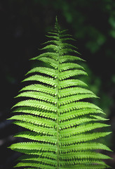 Fern leaf in the sunlight, shaded background