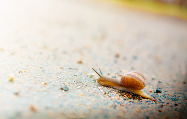 snail crawling upward. achievement, success and overcoming difficulties