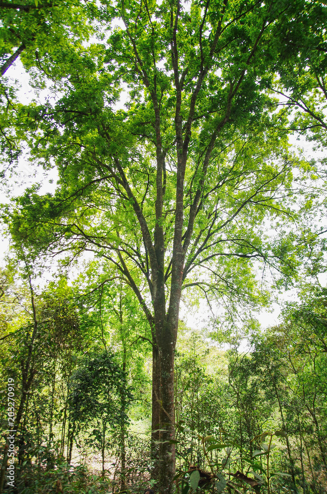 Wall mural beautiful forest trees, nature green wood sunlight backgrounds