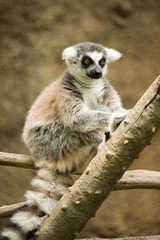 Lemur