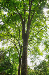 Beautiful forest trees, nature green wood sunlight backgrounds