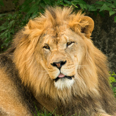 Obraz premium Lion