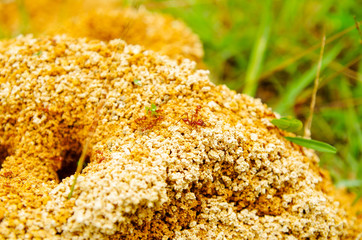 Close up of anthill in a spring forest, the ants are moving in an anthill., carrying small pieces...