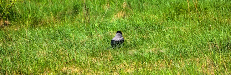 Crow in the Grass
