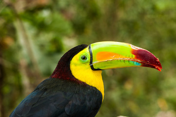 Tucan, Ruinas Maya de Copan