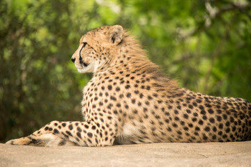 Cheetah