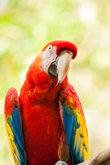 Red Macaw parrot, Ruinas Maya de Copan