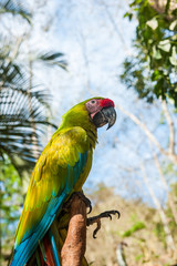 Green Parrot Ruinas Maya de Copan