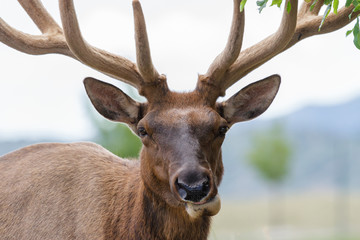 Elk of The Colorado Rocky Mountains