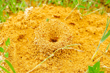 Above view of large anthill of red ants Formica rufa in the grass, in the grove on the edge of the...