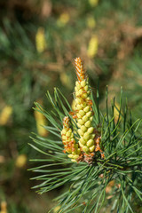 flowering spring pine branches