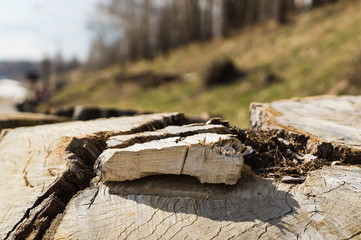 The surface of the sawn wood.