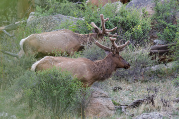 Elk of The Colorado Rocky Mountains