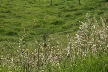 naturaleza