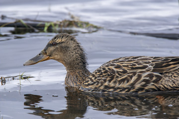Anas platyrhynchos