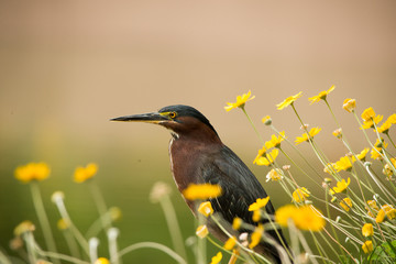 Green Heron, Texas