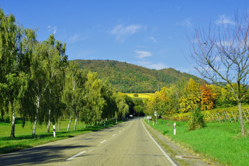 Strasse in einer bunten Herbstlandschaft in der südlichen Pfalz
