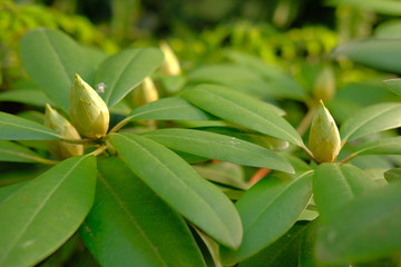 Knospen des Rhododendron