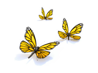 Butterflies