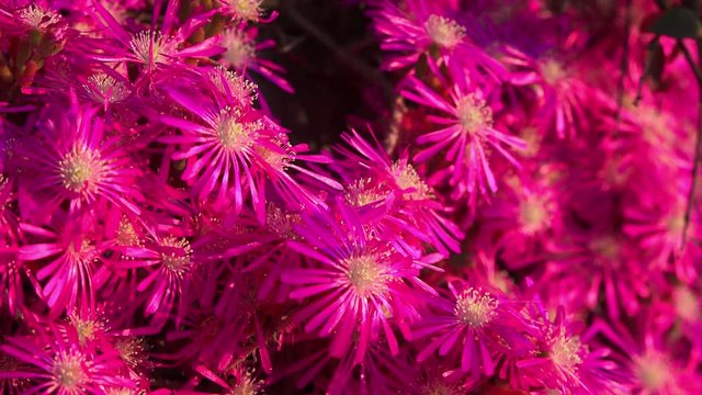 Spring blooms. Bright purple flowers (Lampranthus spectabilis) closeup, 4K video