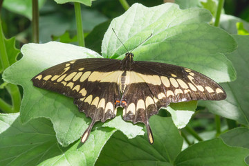 Fototapeta premium Single swallowtail